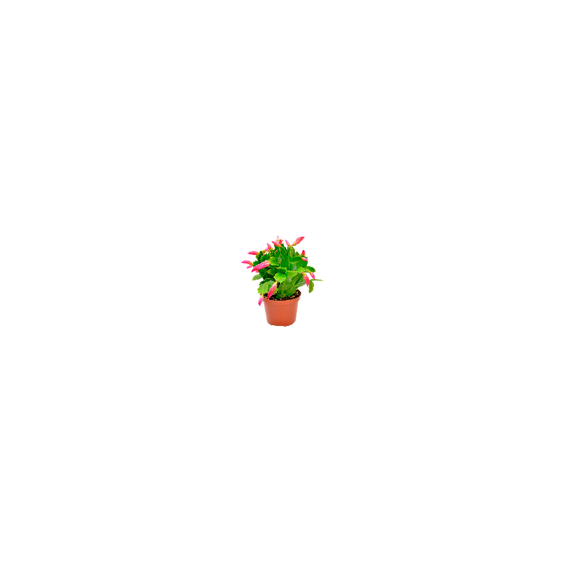 Cactus de Noël